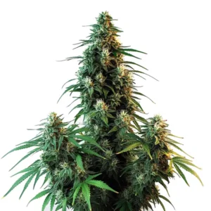 Dense buds of AK 47 Auto with orange pistils and bright green leaves