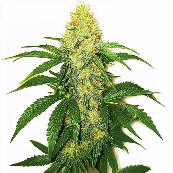AK-47 cannabis buds sparkling with trichomes and orange hairs against green sugar leaves.