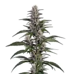 Afghan Autoflower cannabis plant with dense, frosty buds and vibrant green leaves.