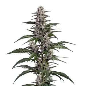 Afghan Autoflower cannabis plant with dense, frosty buds and vibrant green leaves.