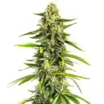 Tall Afghan Hawaiian x Laos x Jamaican plant with slender shape and bright green leaves.