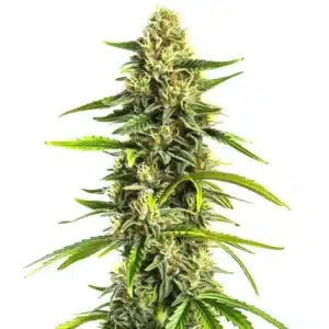 Tall Afghan Hawaiian x Laos x Jamaican plant with slender shape and bright green leaves.