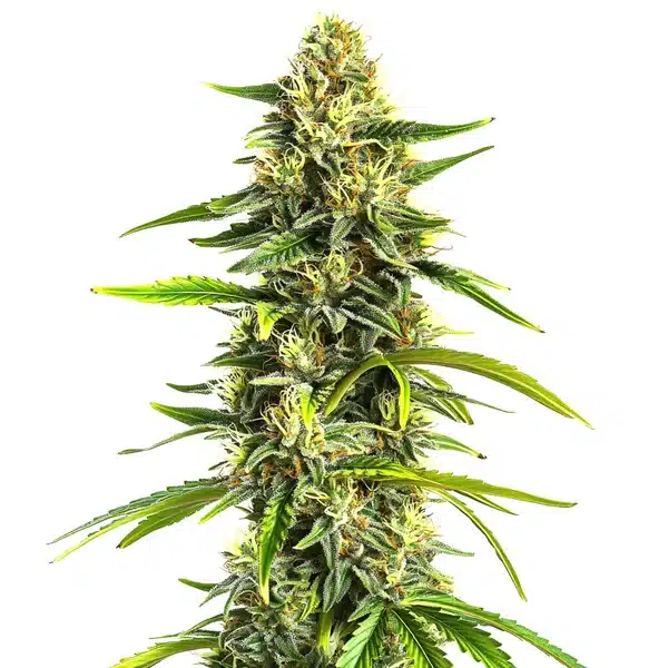 Tall Afghan Hawaiian x Laos x Jamaican plant with slender shape and bright green leaves.