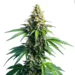 Afghan Kush cannabis plant with dense buds and vibrant green leaves covered in orange pistils.