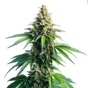 Afghan Kush cannabis plant with dense buds and vibrant green leaves covered in orange pistils.