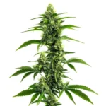 Afghan Kush x Super Skunk strain showcasing tall structure and resinous buds.