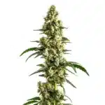 Agent Orange Regular cannabis plant with dense frosty buds and bright orange pistils.