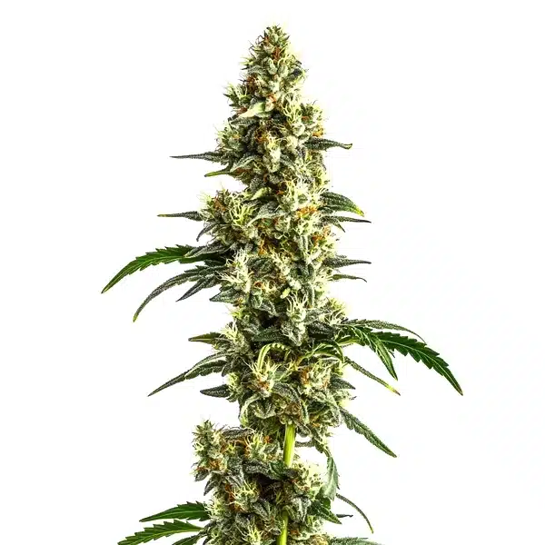 Agent Orange Regular cannabis plant with dense frosty buds and bright orange pistils.