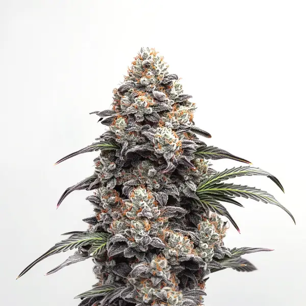 Alien Gorilla Glue strain with resinous buds and sticky trichome coverage.