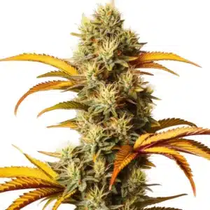 Alien Technology cannabis bud featuring dense, green nugs covered in trichomes with orange pistils.