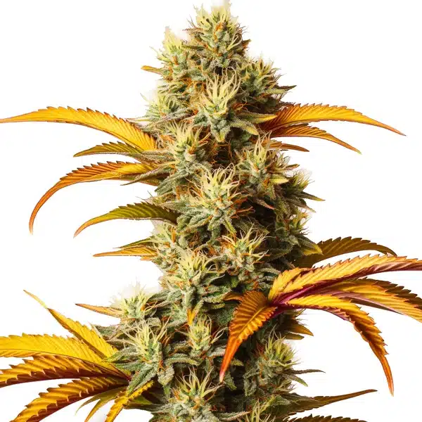 Alien Technology cannabis bud featuring dense, green nugs covered in trichomes with orange pistils.