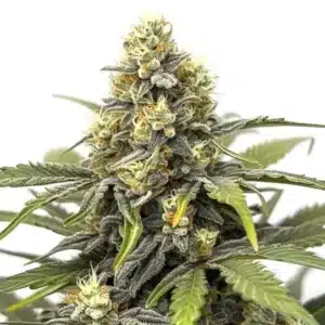 Amnesia Haze cannabis flower with frosty trichomes and orange pistils on tall colas.