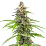 Amnesia Blue Headband cannabis bud with purple accents and bright orange pistils on green leaves.