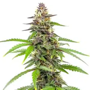 Amnesia Blue Headband cannabis bud with purple accents and bright orange pistils on green leaves.