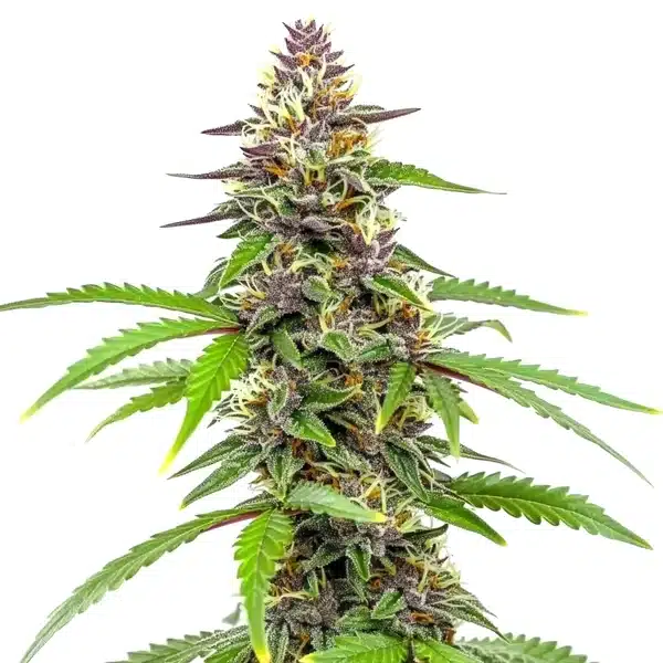 Amnesia Blue Headband cannabis bud with purple accents and bright orange pistils on green leaves.