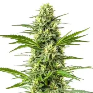 Amnesia Fast Version cannabis plant with compact green buds and long serrated leaves.