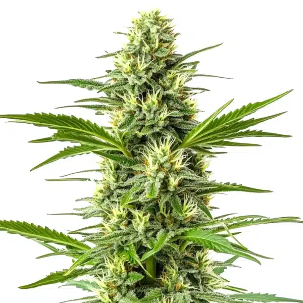 Amnesia Fast Version cannabis plant with compact green buds and long serrated leaves.