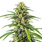 Amnesia Haze cannabis plant with frosty buds and bright citrus aroma.