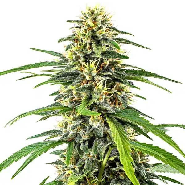 Amnesia Haze cannabis plant with frosty buds and bright citrus aroma.