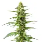 Amnesia Kush Auto cannabis plant with dense green buds and slender serrated leaves.