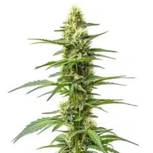 Amnesia Kush Auto cannabis plant with dense green buds and slender serrated leaves.