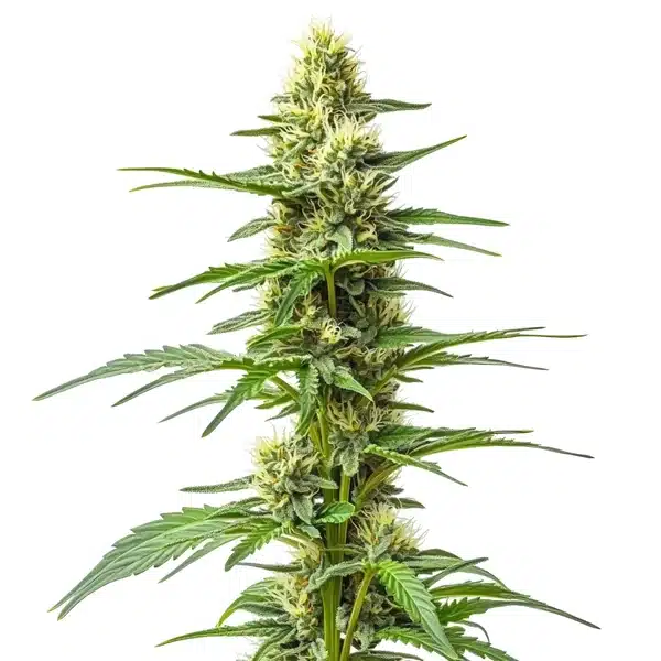 Amnesia Kush Auto cannabis plant with dense green buds and slender serrated leaves.