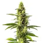 Amnesia Lemon cannabis plant with bright green and yellow hues.