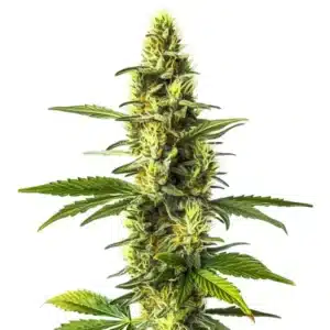 Amnesia Lemon cannabis plant with bright green and yellow hues.