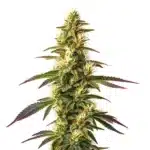 Amnesia Lemon Fast Version strain with dense buds and bright orange pistils.