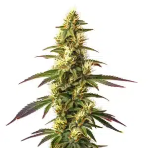 Amnesia Lemon Fast Version strain with dense buds and bright orange pistils.