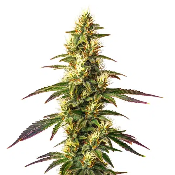 Amnesia Lemon Fast Version strain with dense buds and bright orange pistils.