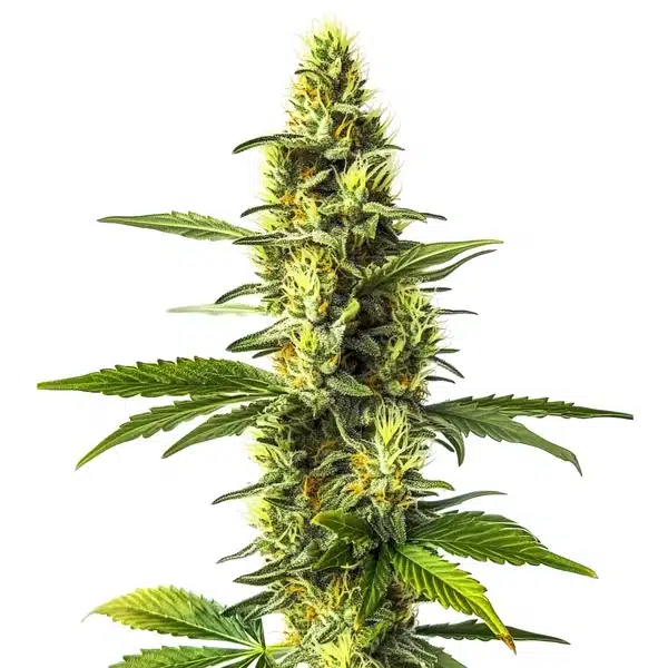 Amnesia Lemon cannabis plant with bright green and yellow hues.