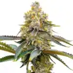 Amnesia Purple plant with purple buds and resin-covered leaves.