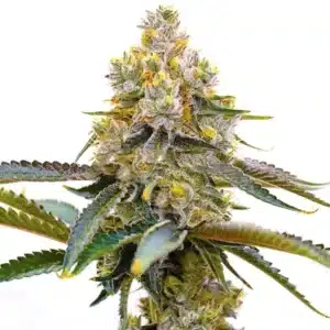 Amnesia Purple plant with purple buds and resin-covered leaves.