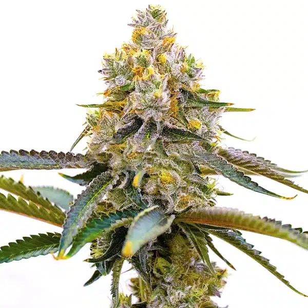 Amnesia Purple plant with purple buds and resin-covered leaves.