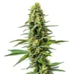 Amnesia x AK 47 cannabis plant with frosty buds.