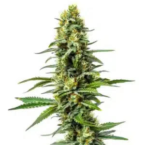 Amnesia x AK 47 cannabis plant with frosty buds.