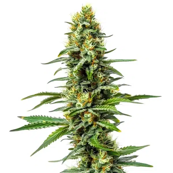 Amnesia x AK 47 cannabis plant with frosty buds.