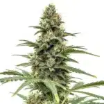 Compact Amnesia x Nicole Kush bud with orange hairs and sugar-like trichomes.