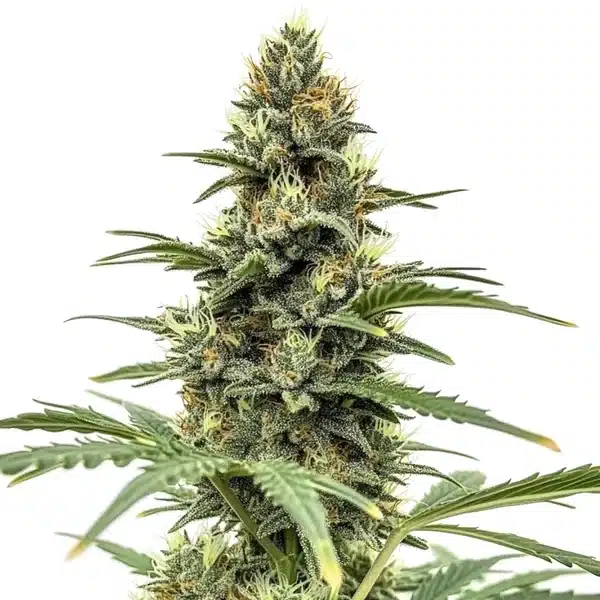 Compact Amnesia x Nicole Kush bud with orange hairs and sugar-like trichomes.