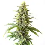 Auto CBD Haze (1-1) strain with tall, resinous buds and lush green leaves.