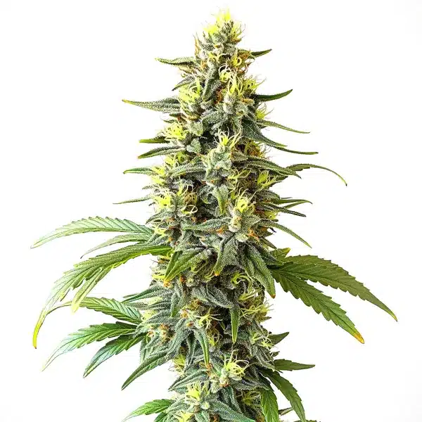 Auto CBD Haze (1-1) strain with tall, resinous buds and lush green leaves.