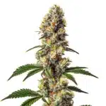 Badazz Cheese cannabis bud with dense trichomes, orange pistils, and broad green leaves