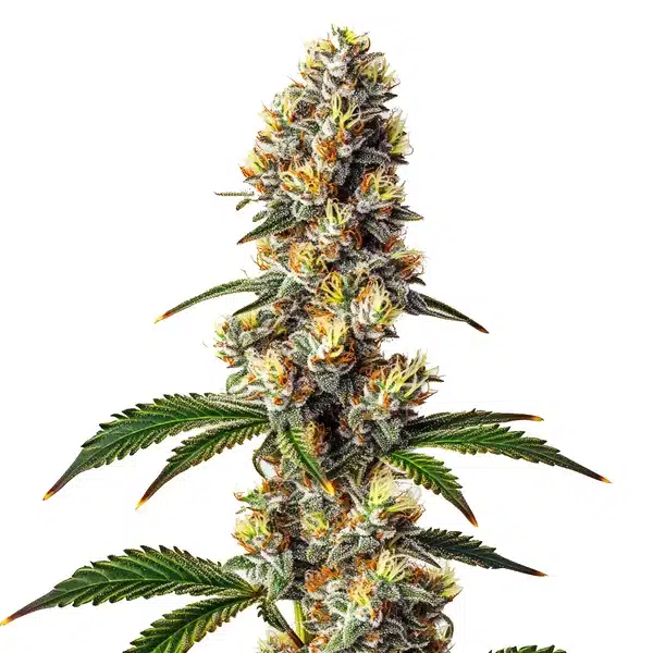 Badazz Cheese cannabis bud with dense trichomes, orange pistils, and broad green leaves