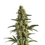 Badazz Rolex cannabis plant with dense green buds and resin.