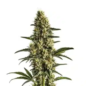 Badazz Rolex cannabis plant with dense green buds and resin.