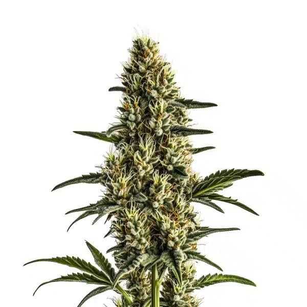 Badazz Rolex cannabis plant with dense green buds and resin.