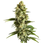 Dense resinous buds of Banana Kush with vibrant green leaves