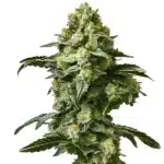 Banana Kush Auto bud with thick trichomes, yellow-green tones, and fruity-smelling orange pistils
