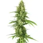 Big Bud cannabis cola with massive dense buds and bright green leaves.